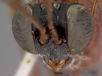 Goryphus_scutellator_HOLOTYPE