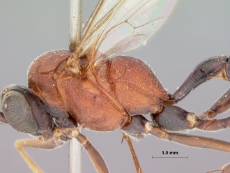 Goryphus_scutellator_HOLOTYPE