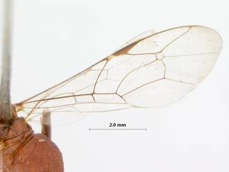 Goryphus_scutellator_HOLOTYPE