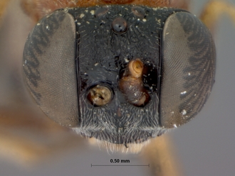 Goryphus_trisulcatus_HOLOTYPE