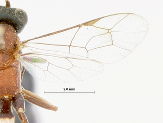 Goryphus_trisulcatus_HOLOTYPE