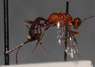 Mesostenus_seminiger 