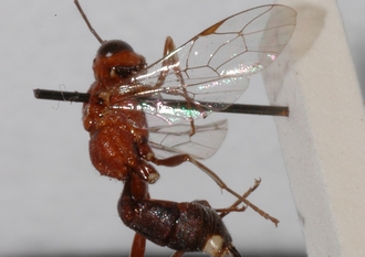 Mesostenus_seminiger 