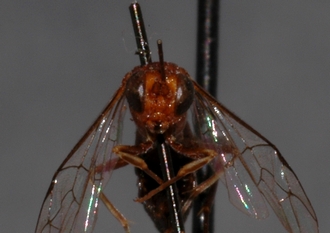 Mesostenus_seminiger