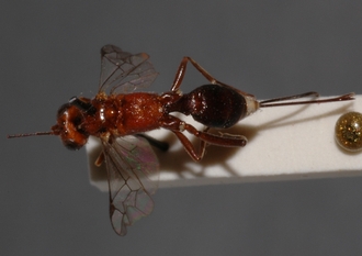 Mesostenus_seminiger 