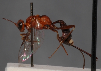 Mesostenus_seminiger