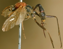 Larpelites_dorsalis_HOLOTYPE