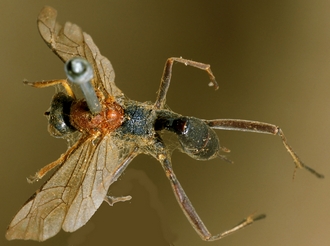 Larpelites_dorsalis_HOLOTYPE