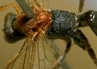 Larpelites_dorsalis_HOLOTYPE