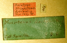 Larpelites_dorsalis_labels