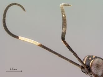 Larpelites_trepidus_HT_female_antennae