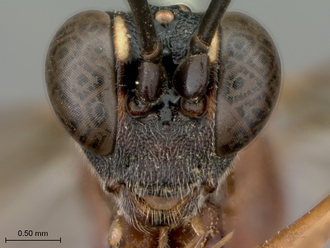 Larpelites_trepidus_HT_female_head_frontal
