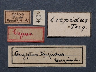 Larpelites_trepidus_HT_female_labels