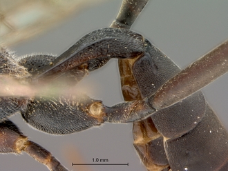 Larpelites_trepidus_HT_female_petiole_lateral