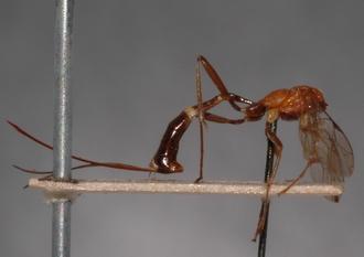 Mesostenus_cingulatus_HOLOTYPE