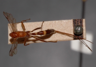Mesostenus_cingulatus_HOLOTYPE