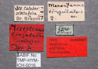 Mesostenus_cingulatus_ labels