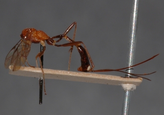 Mesostenus_cingulatus_HOLOTYPE