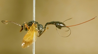 Gessia_flavipennis
