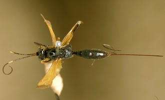 Gessia_flavipennis_HOLOTYPE