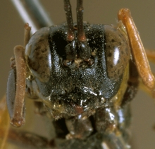Gessia_flavipennis_HOLOTYPE
