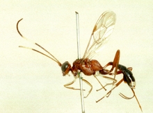 Ischnus_blanditus_HOLOTYPE