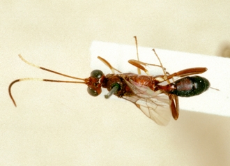 Ischnus_blanditus_HOLOTYPE