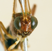 Ischnus_blanditus_HOLOTYPE