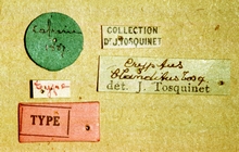 Ischnus_blanditus_labels