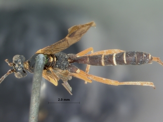 Rhynchocryptus_videndus_HOLOTYPE