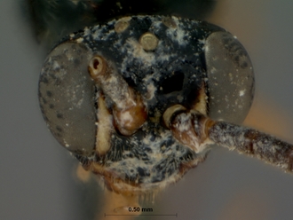 Rhynchocryptus_videndus_HOLOTYPE