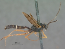 Rhynchocryptus_videndus_HOLOTYPE