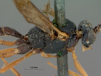Rhynchocryptus_videndus_HOLOTYPE