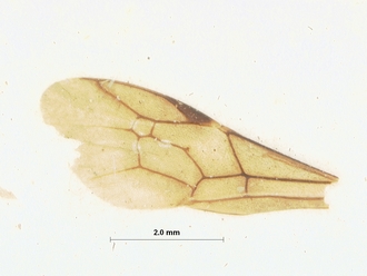 Rhynchocryptus_videndus_HOLOTYPE