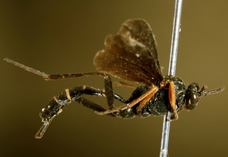 Rhynchocryptus_violaceipennis_HOLOTYPE