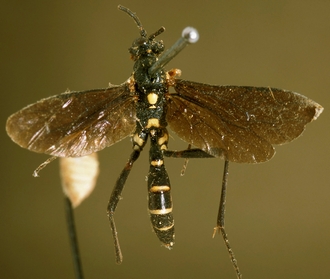 Rhynchocryptus_violaceipennis_HOLOTYPE