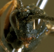 Rhynchocryptus_violaceipennis_HOLOTYPE