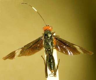 Zonocryptus_angustus_HOLOTYPE
