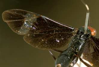 Zonocryptus_angustus_HOLOTYPE