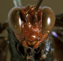 Zonocryptus_angustus_HOLOTYPE