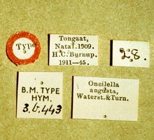 Zonocryptus_angustus_labels
