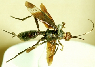 Zonocryptus_formosus_HOLOTYPE