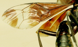 Zonocryptus_formosus_HOLOTYPE