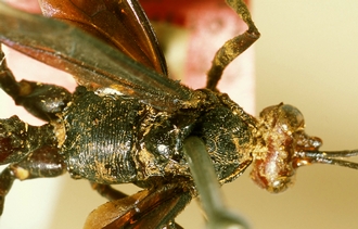 Zonocryptus_formosus_HOLOTYPE