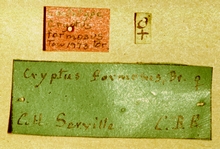 Zonocryptus_formosus_labels
