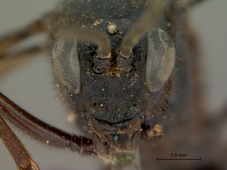 Zonocryptus_tosquinetii_HOLOTYPE