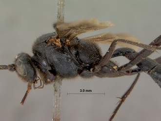 Zonocryptus_tosquinetii_HOLOTYPE