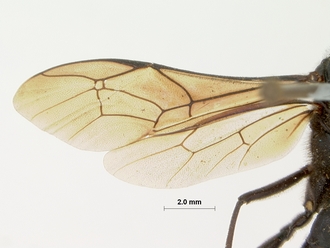Zonocryptus_tosquinetii_HOLOTYPE