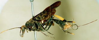 Osprynchotus_capensis_HOLOTYPE