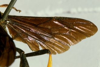 Osprynchotus_capensis_HOLOTYPE
